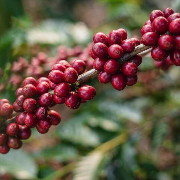 Coffee cherries ripe on branch