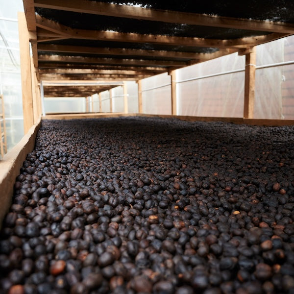 Coffee processing at Manos Juntas Colombia