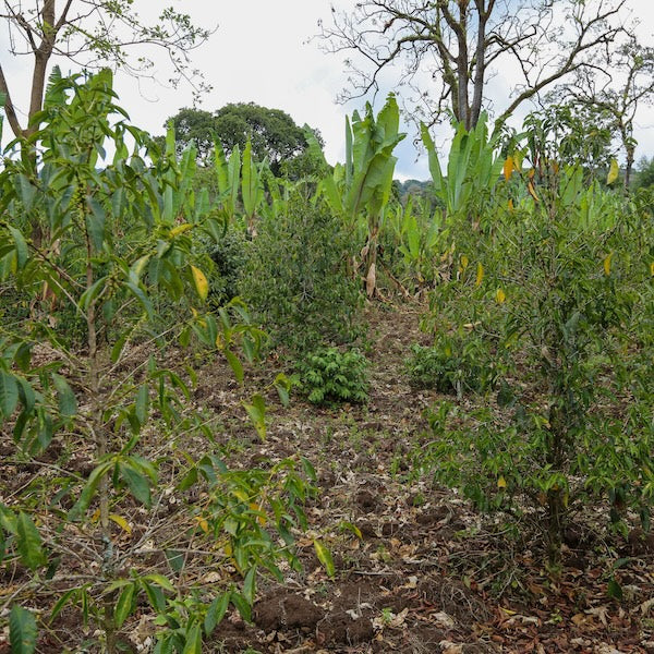 Coffee tree garden in Ehtiopia