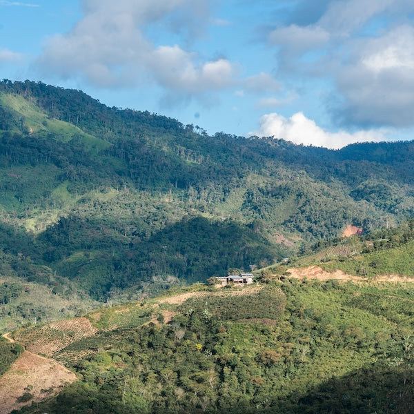 Peru Lima organic coffee farm