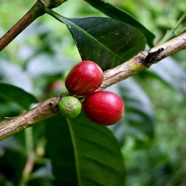 Colombia Finca El Mirador Coffee from The Town Roaster