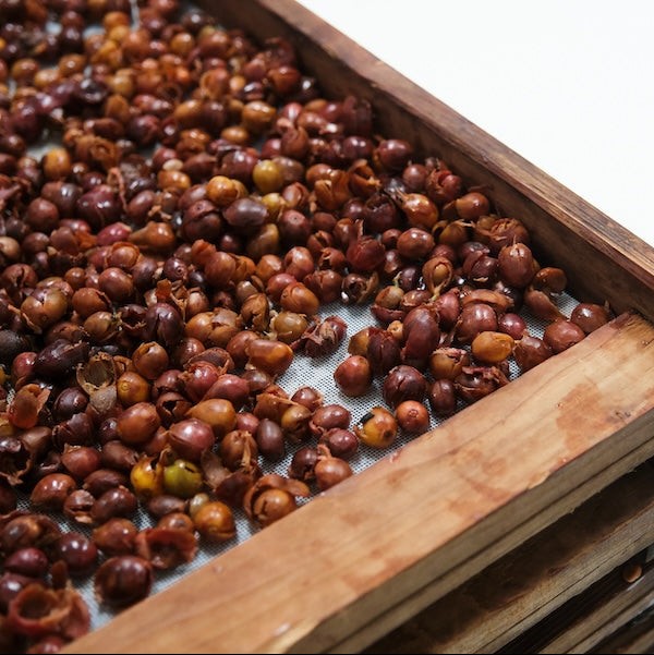 Cascara tea being processed at Helsar de Zarcero Micromill in Costa Rica