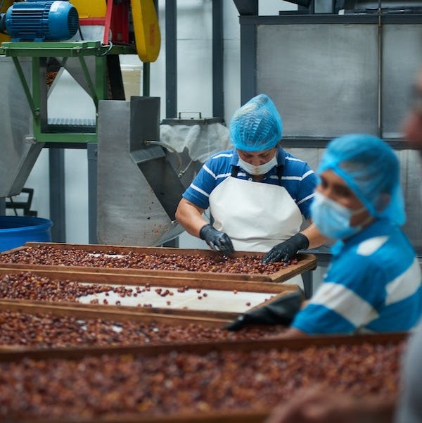 Cascara tea being processed at Helsar de Zarcero Micromill in Costa Rica