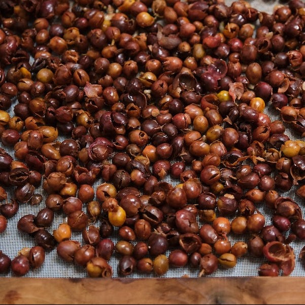 Cascara tea being processed at Helsar de Zarcero Micromill in Costa Rica