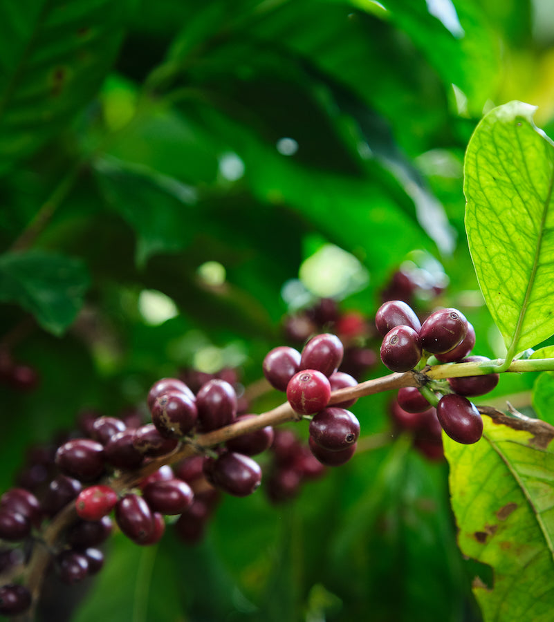 Coffee cherries ripening on a branch