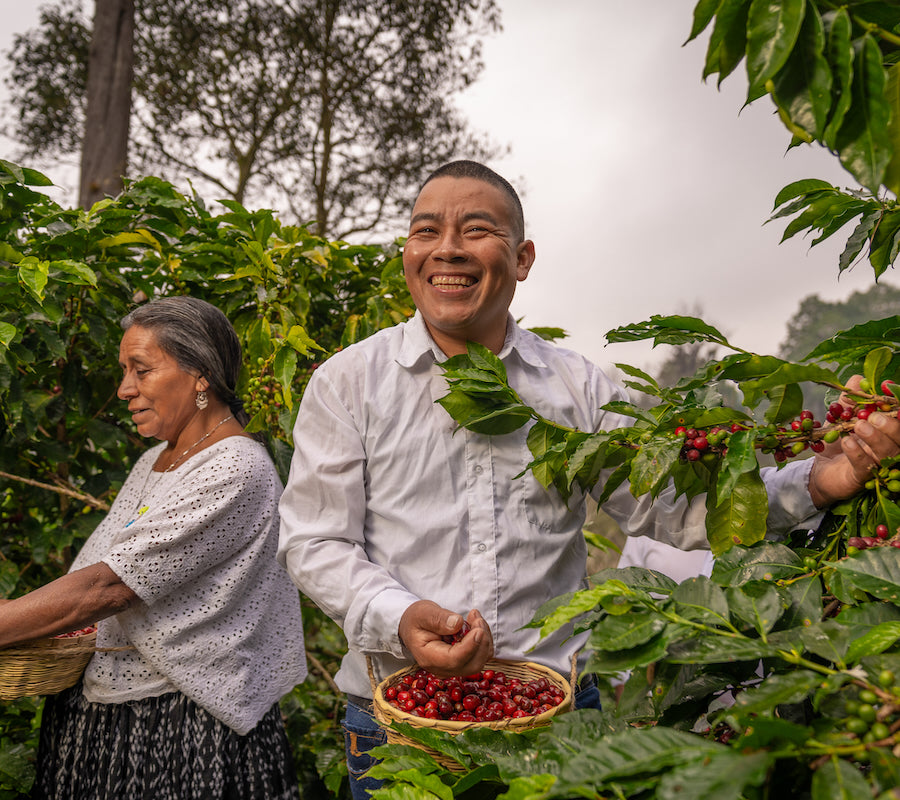 Guatemala Coffee of the Month from The Town Roaster