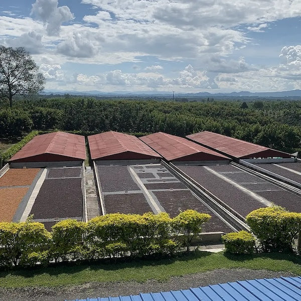 Colombia Finca Maracay Coffee from The Town Roaster