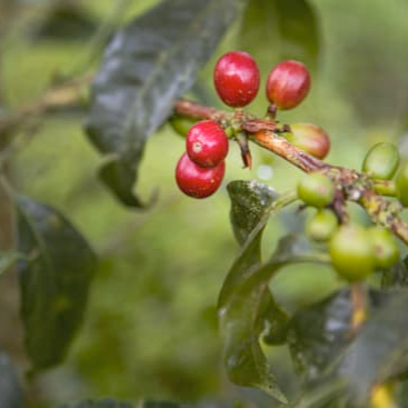 Colombia Finca Juan Martin Gesha Filter Roast Coffee from The Town Roaster