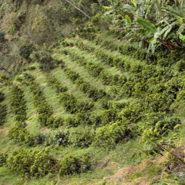 Colombia Finca Juan Martin Gesha Filter Roast Coffee from The Town Roaster