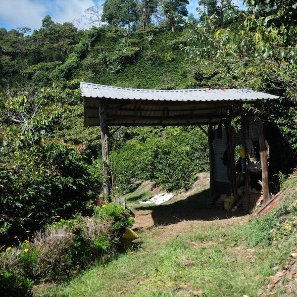 The Town Roaster Single Origin Costa Rica coffee