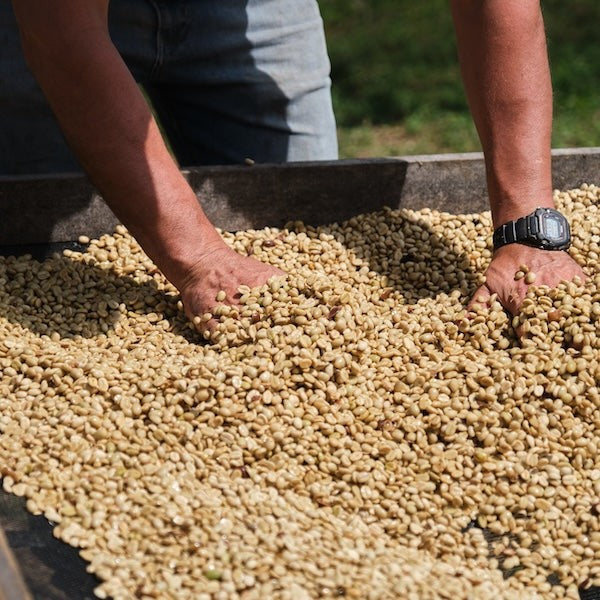 The Town Roaster Single Origin Costa Rica coffee