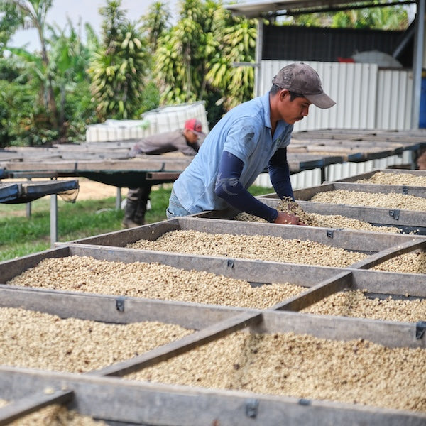 The Town Roaster Single Origin Costa Rica coffee being sorted