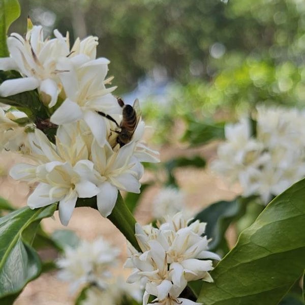 Costa Rica Finca Don Jose bee pollinating coffee flower