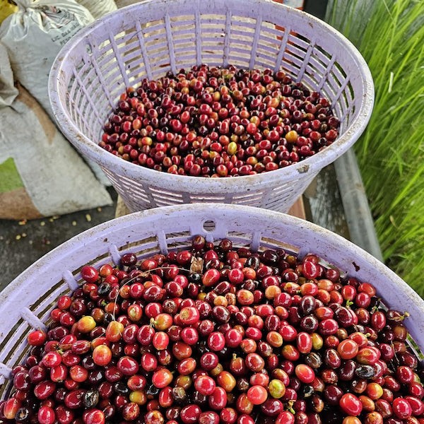Costa Rica Finca Don Jose coffee bean harvest