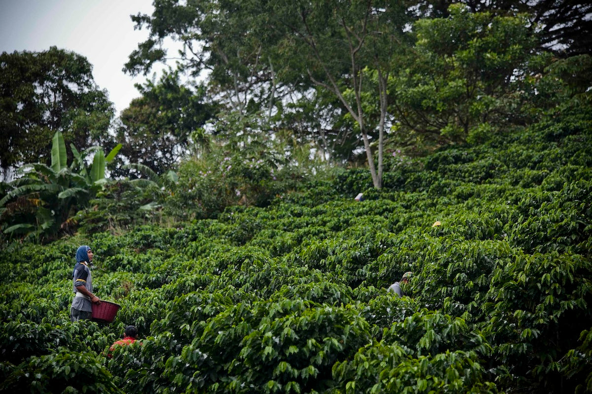 Single Origin Costa Rica Hacienda Sonora Coffee beans from The Town Roaster