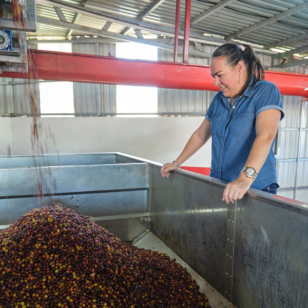 Costa Rica Las Lajas Filter Roast Coffee from The Town Roaster