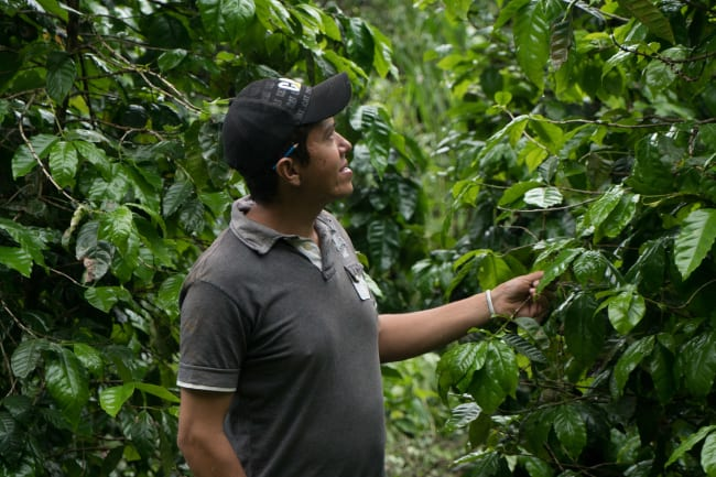 Coffee farmer in El Salvador
