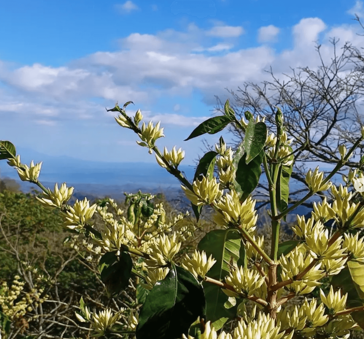 El Salvador Finca Talquesalar coffee flowers