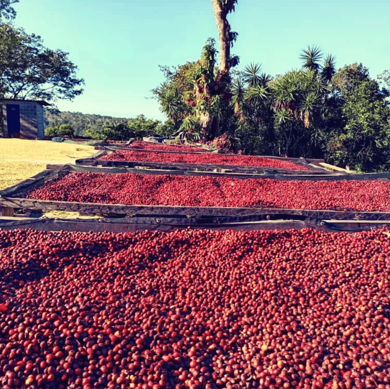 El Salvador Finca Talquesalar coffee beans drying in sun