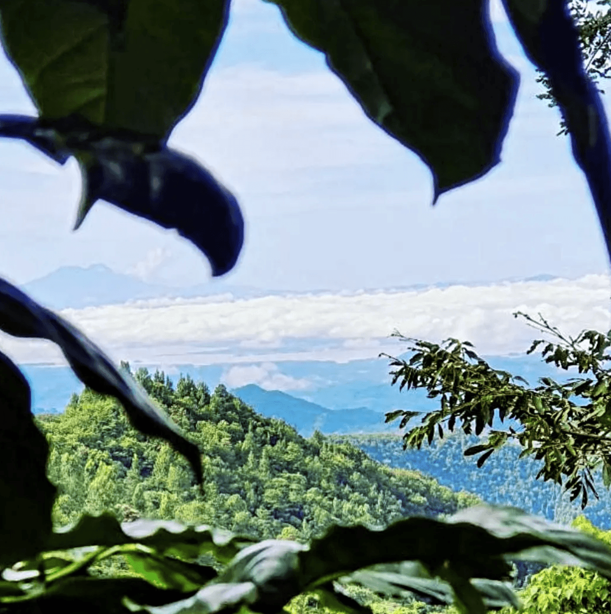 El Salvador Finca Talquesalar 