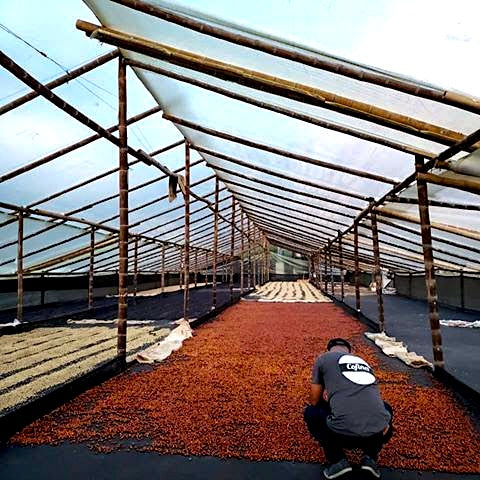 Colombia El Indio coffee cherries drying under cover