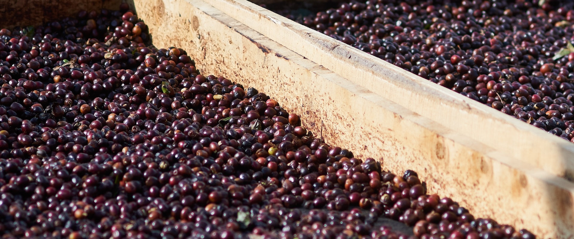 The Town Roaster Single Origin coffee beans subscription