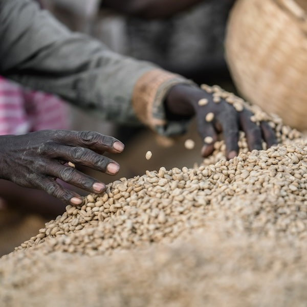 The Town Roaster Ethiopia Yirgacheffe Chelchele Single Origin coffee beans