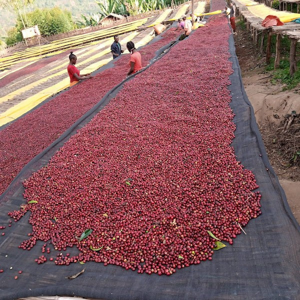 Ethiopia Single Farmer Project Halo Beriti Coffee beans from The Town Roaster