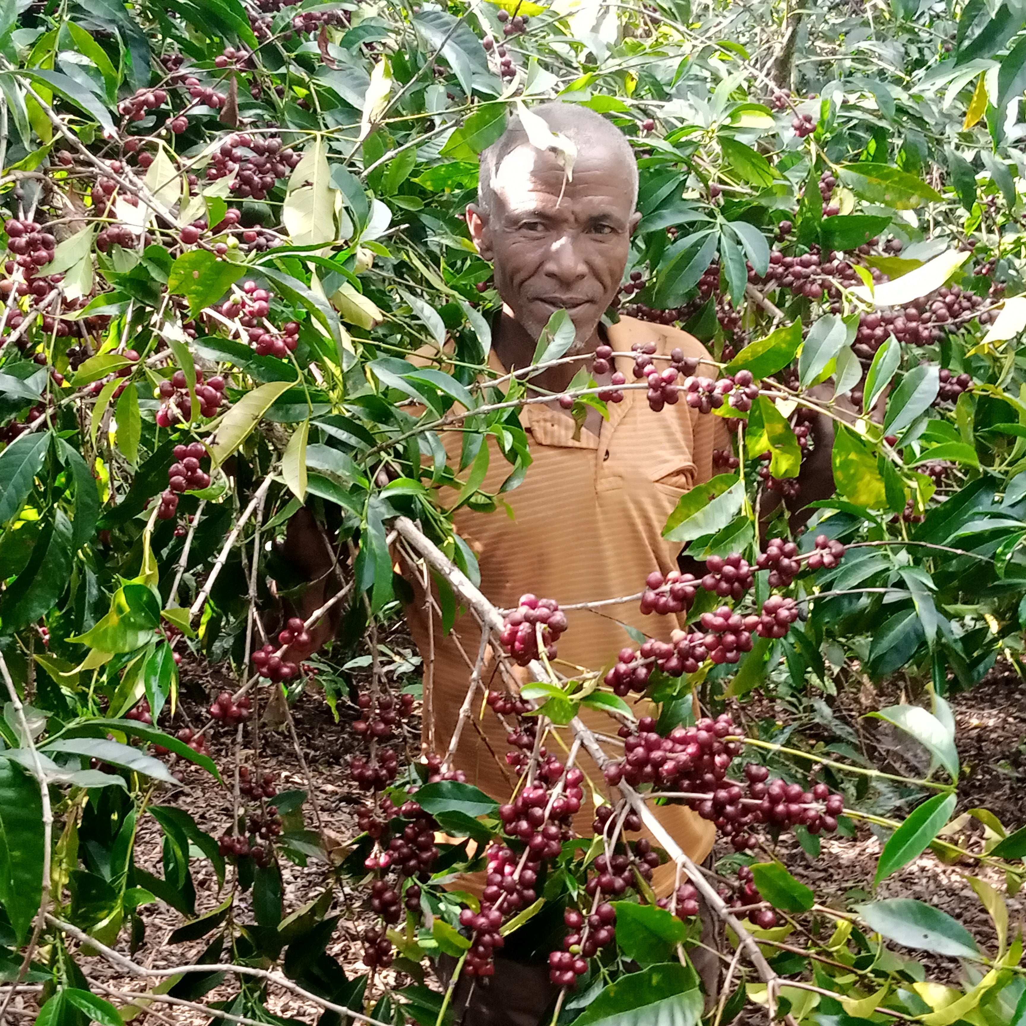 Ethiopia Single Farmer Project Halo Beriti Coffee beans from The Town Roaster