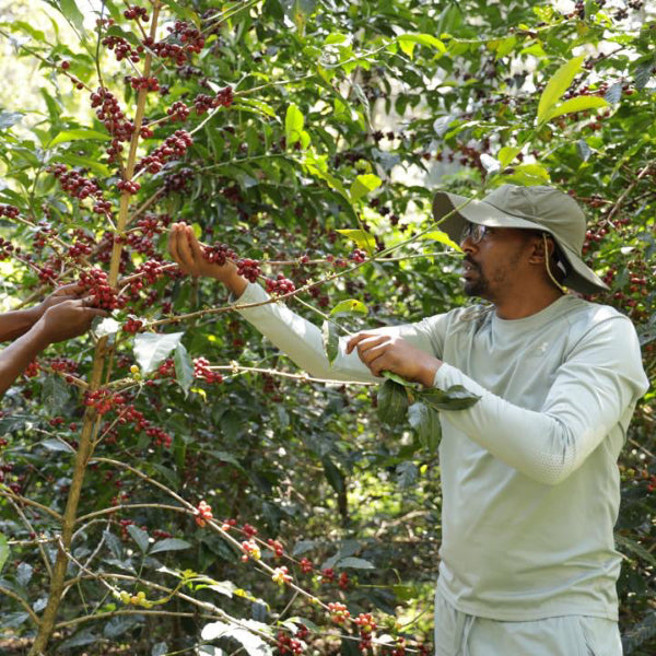 Ethiopia Kayon Mountain Farm coffee beans