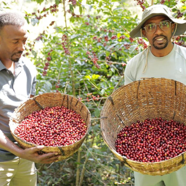 Ethiopia Kayon Mountain Farm coffee beans