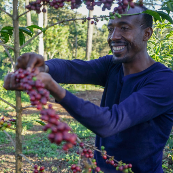 Ethiopia Kayon Mountain Farm coffee beans