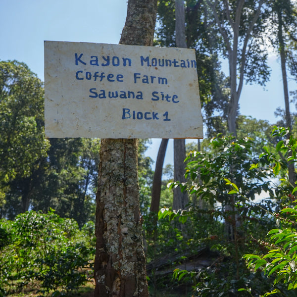 Ethiopia Kayon Mountain Farm coffee beans