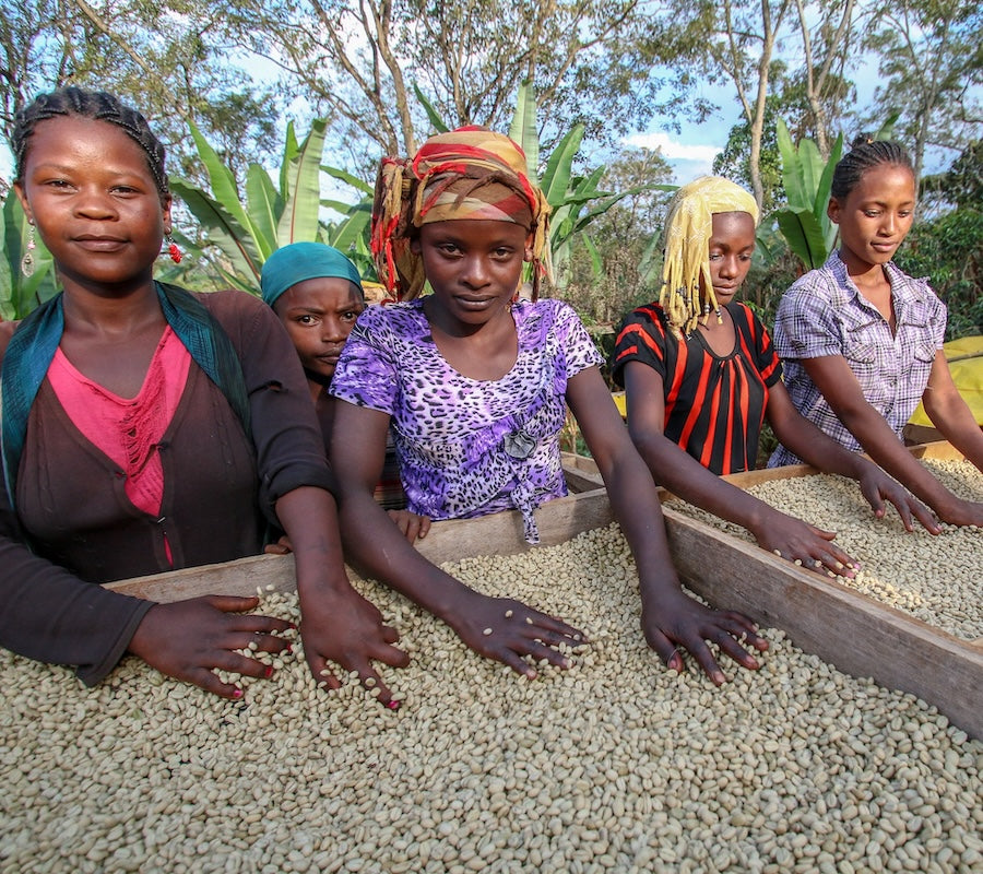 The Town Roaster Single Origin Ethiopia coffee of the month