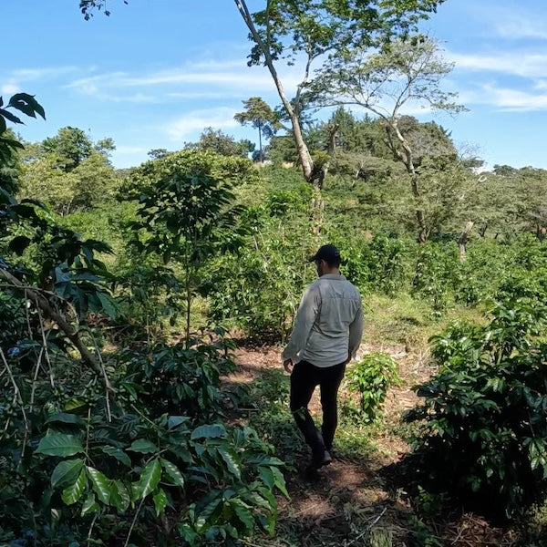 Guatemala Finca Concepcion Coffee farm from The Town Roaster