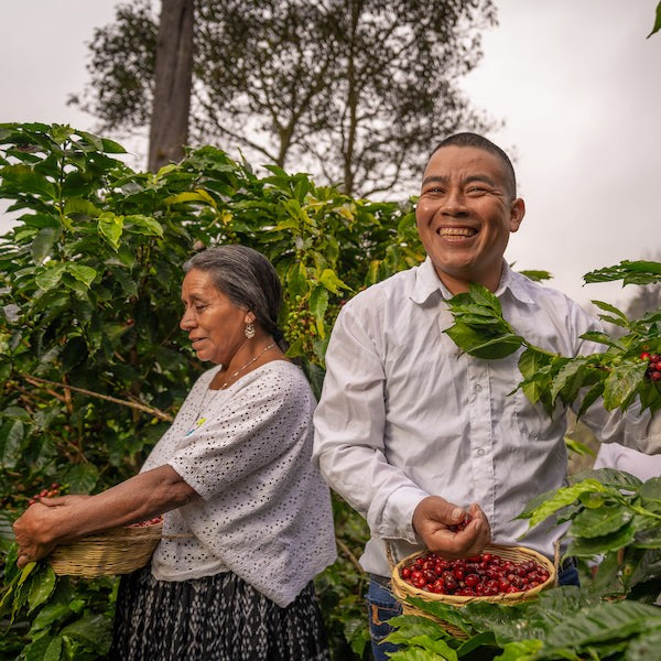 The Town Roaster Single Origin coffee beans from Guatemala Chicoj region