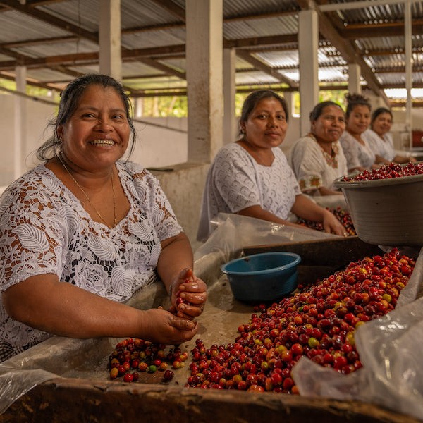 The Town Roaster Single Origin coffee beans from Guatemala Chicoj region