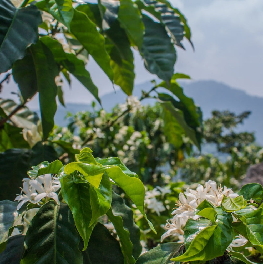 Coffee trees in flower in Guatemala