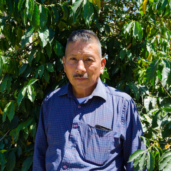 Guatemala Finca Los Chorros Coffee from The Town Roaster