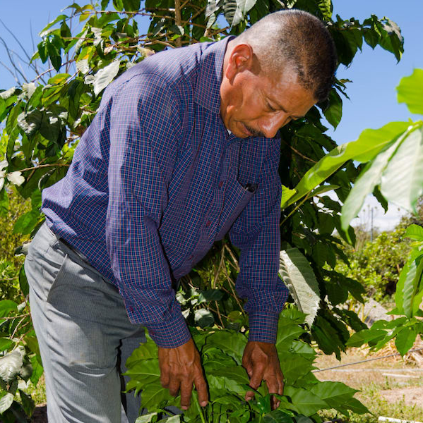 Guatemala Finca Los Chorros Coffee from The Town Roaster