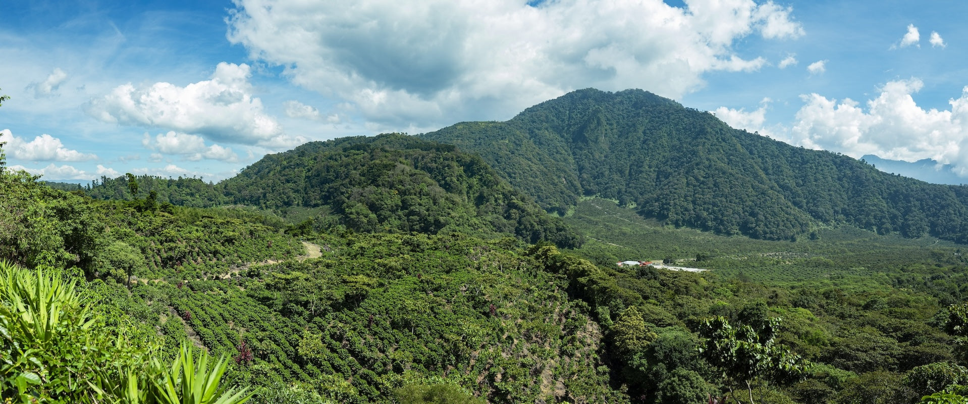 The Town Roaster Single Origin coffee beans subscription