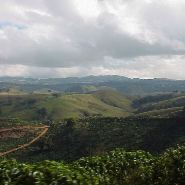 Single Origin Ethiopia Guji Alaka Coffee beans from The Town Roaster