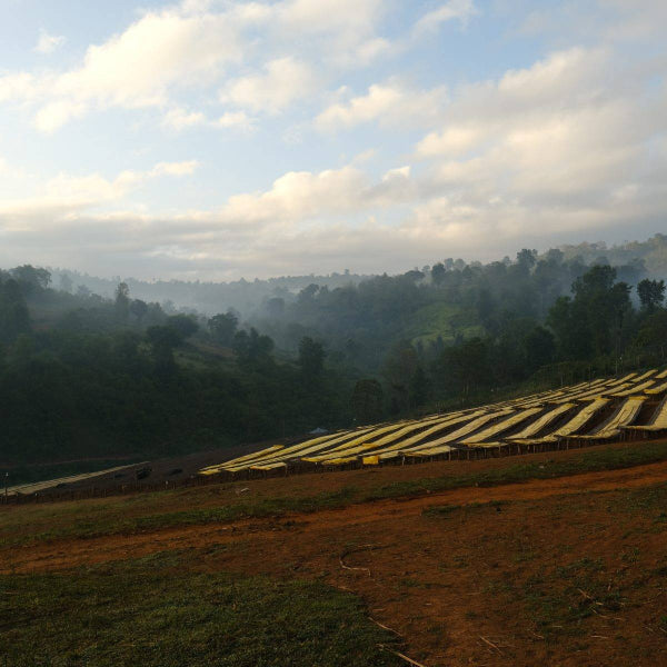 Single Origin Ethiopia Guji Alaka Coffee beans from The Town Roaster