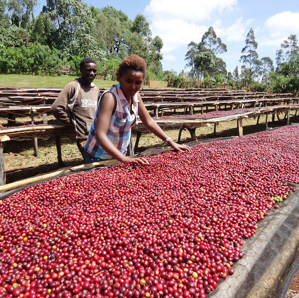 Single Origin Ethiopia Guji Guribea Organic Coffee beans from The Town Roaster