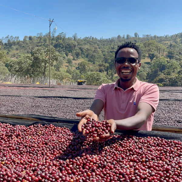 Single Origin Ethiopia Guji Guribea Organic Coffee beans from The Town Roaster