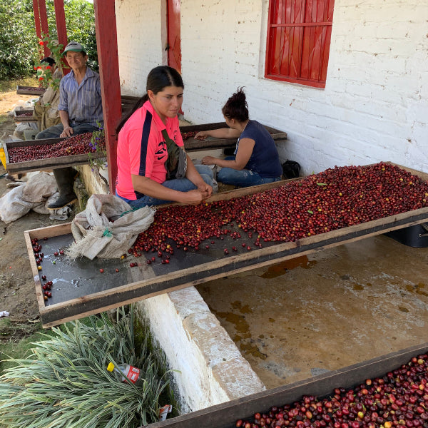 Colombia Santa Monica coffee farm owned by Jairo Arcila