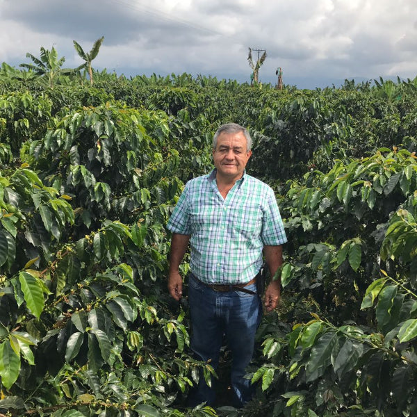 Colombia Santa Monica coffee farm owned by Jairo Arcila