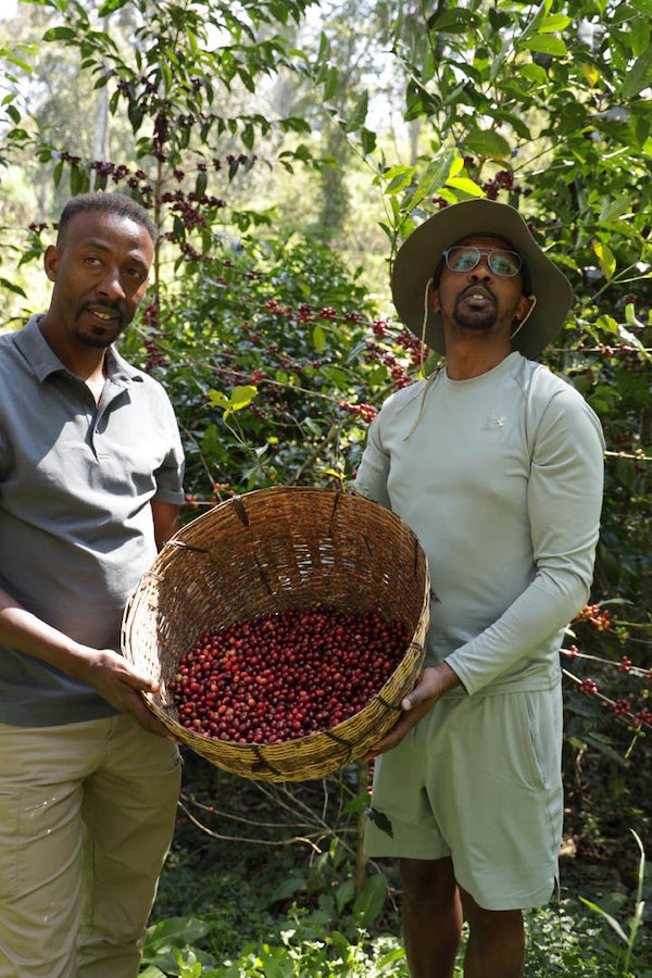 Kayon Mountain Farm coffee in Ethiopia