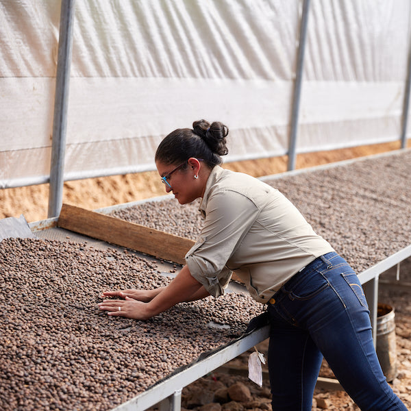 Nicaragua Tierra Madre women's coffee producers