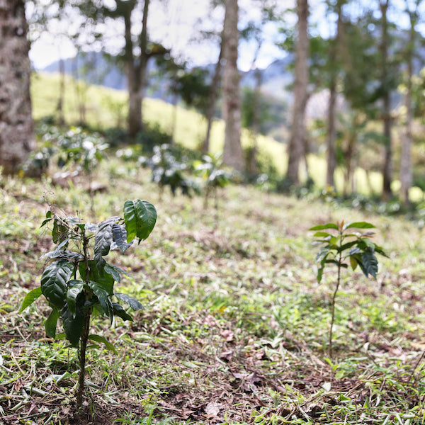 Coffee seedlings growing in Nicaragua